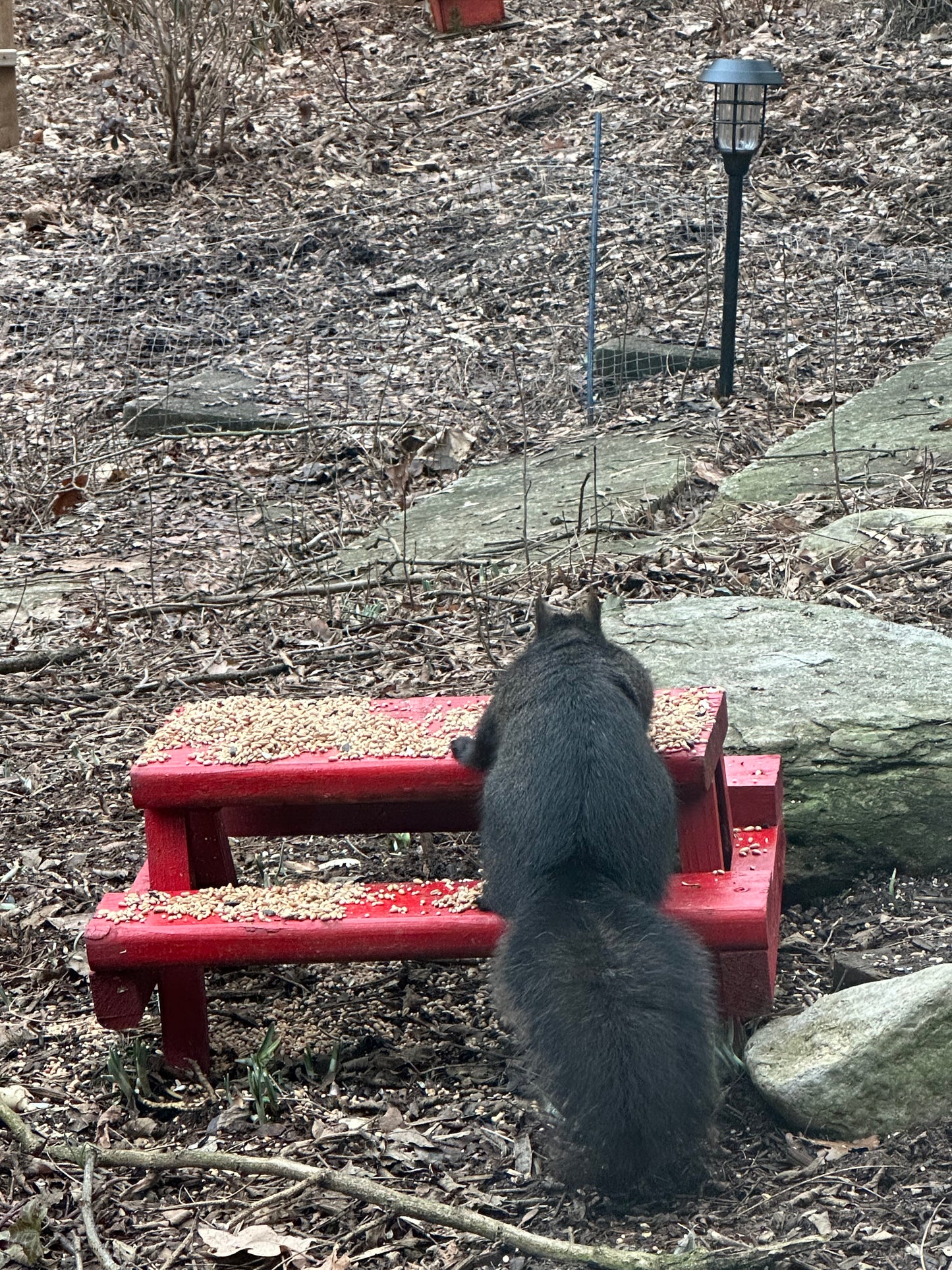 Black Squirrel showing off their plump body figure as they snack away.