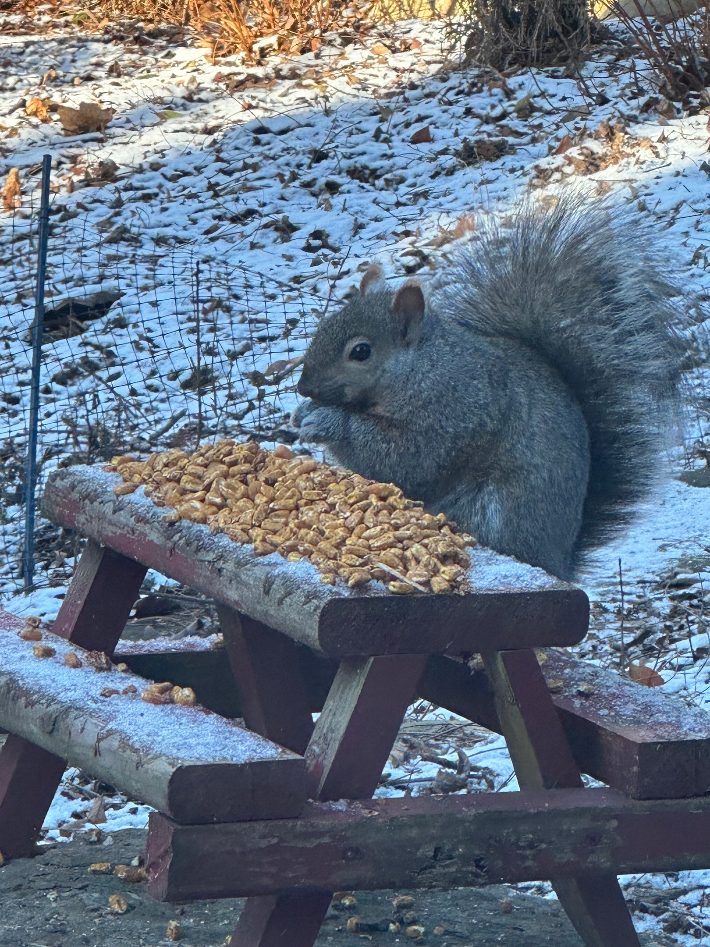 Grey Squirrel peacefully enjoying their corn as they sit on one of the first tables ever made. 5 years going strong.