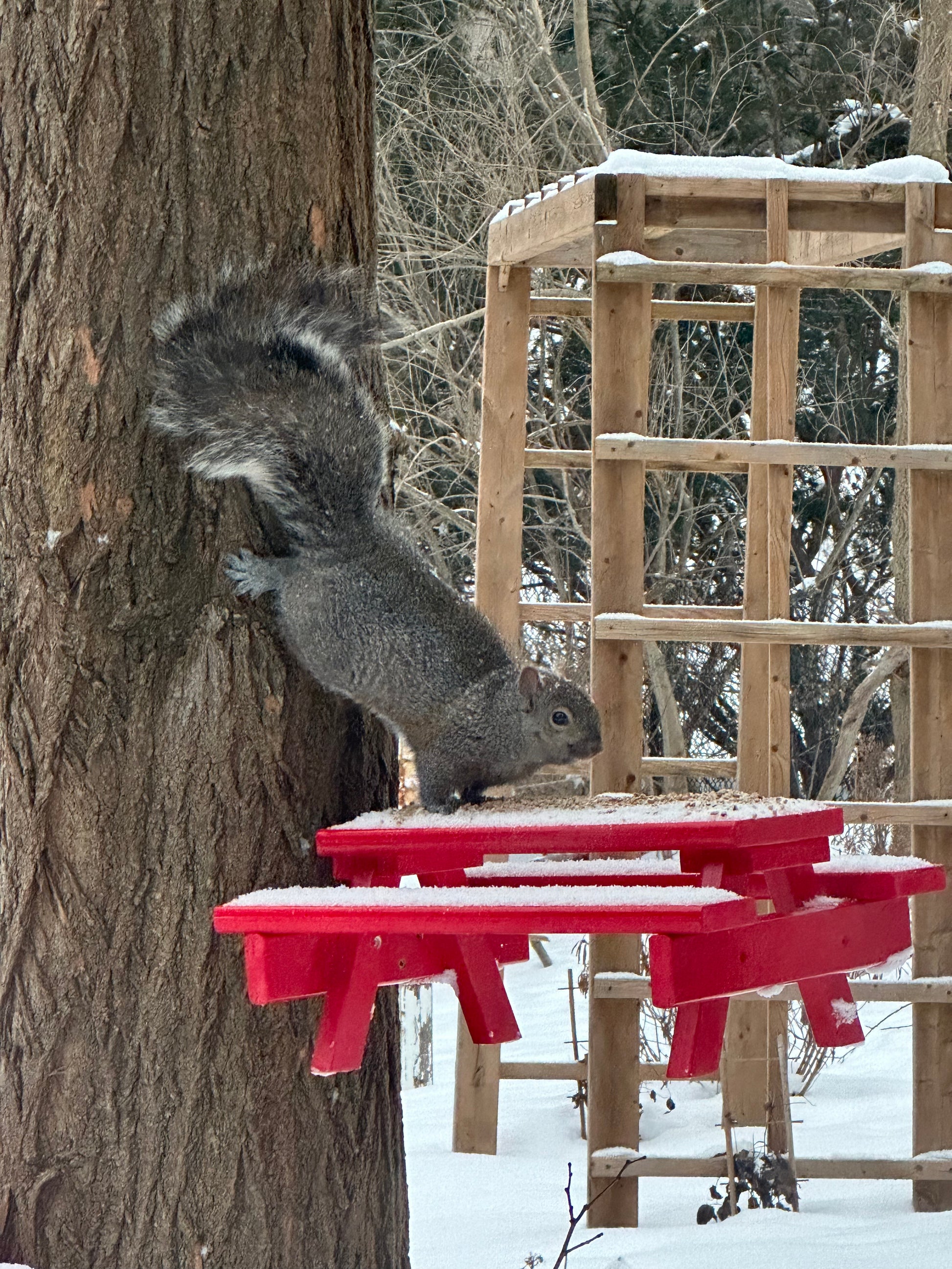 Chubby Grey Squirrel showing off a unique way of eating.