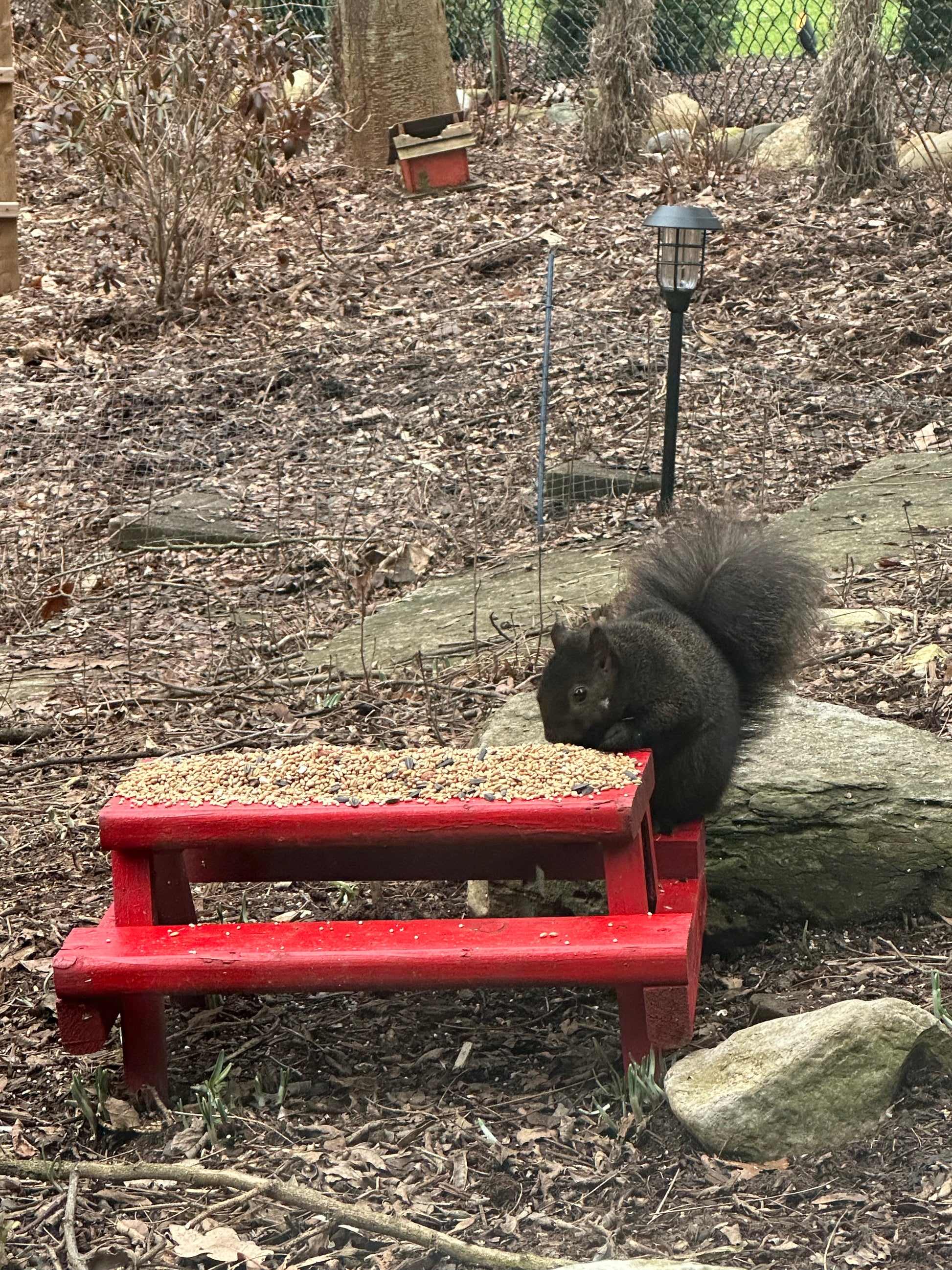 Black Squirrel enjoying a feast on the eye-popping Apple Red table!!